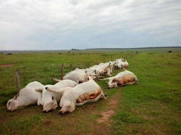 Raio mata 26 vacas prenhas e d&aacute; preju&iacute;zo de R$ 40 mil a propriet&aacute;rio