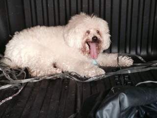 Casal busca dono de cachorro encontrado na Avenida Zahran