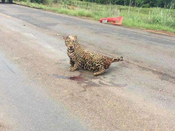 On&ccedil;a &eacute; atropelada em rodovia do Mato Grosso e leitores confundem com MS