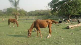 Criação de animais em área de proteção ambiental em Ladário. (Foto: PMA)