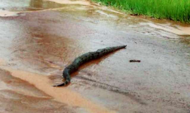 M&atilde;e e filha se assustam com sucuri de tr&ecirc;s metros atravessando a rua 