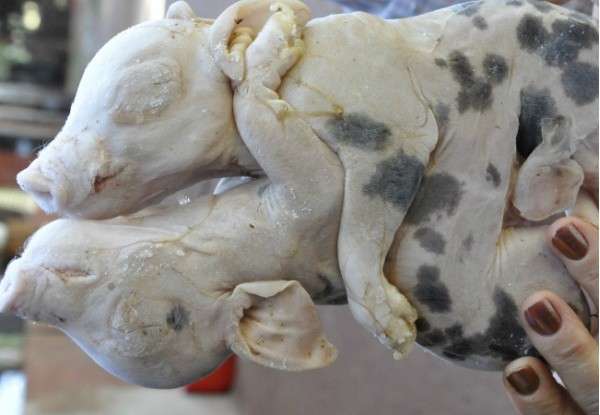 Porcos nascem grudados pela barriga e caso &eacute; considerado raro na natureza