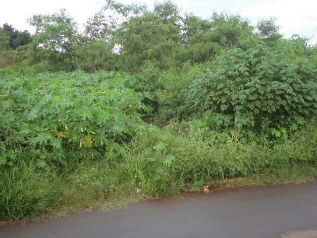  Vizinho de terreno abandonado no Vida Nova II reclama de riscos de dengue