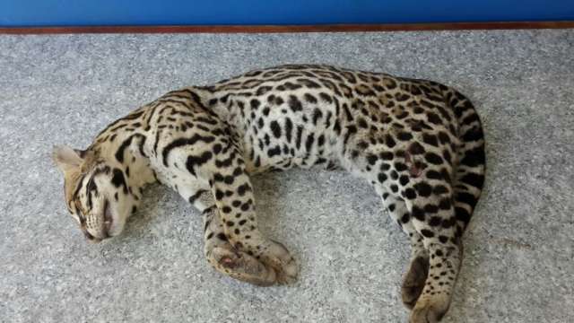 Jaguatirica ser&aacute; empalhada depois ser encontrada agonizando &agrave;s margens da BR 163