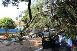 A árvore atingiu o muro da escola e três carros (Foto: Marcos Ermínio)
