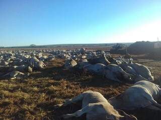 Imagem mostra o gado morto. Eles foram enterrados na própria fazenda (Foto: Rural News MS)