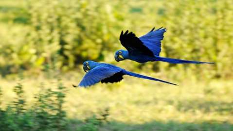 Projeto Arara Azul eleva em 31% o número de monitorados no Pantanal