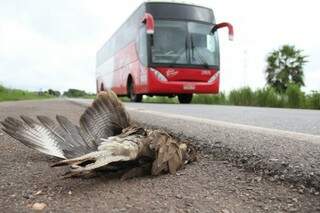 Animais mortos próximo a rodovia são facilmente vistos. (Foto: Marcos Ermínio)