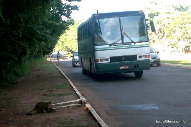  Quati resgata filhote atropelado em rua do Parque dos Poderes