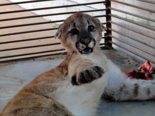  Filhote de on&ccedil;a parda sobrevive a atropelamento em rodovia de Alcin&oacute;polis
