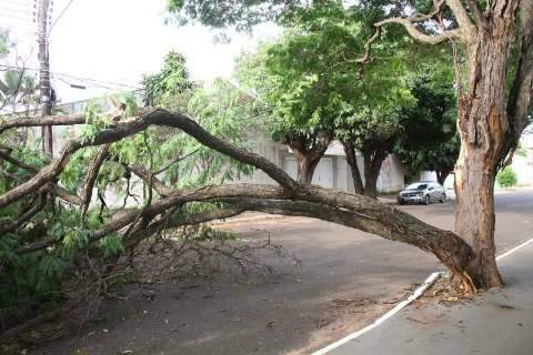 Equipes da prefeitura ainda retiram árvores que caíram sábado na Capital