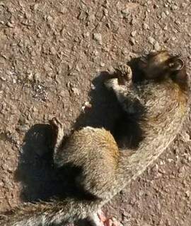 Uma macaca foi encontrada após ser atropelada na manhã de ontem. (Foto: Repórter News)