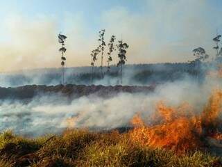 Incêndio atingiu 50 hectares da fazenda Rio Grande,
em Chapadão do Sul (Foto: Divulgação / Corpo de Bombeiros)