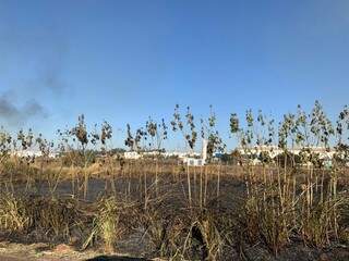 Área queimada após incêndio atingir vegetação (Foto: Direto das Ruas)
