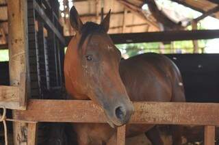 Um dos cavalos da propriedade que habita o celeiro. (Foto: Alcides Neto)