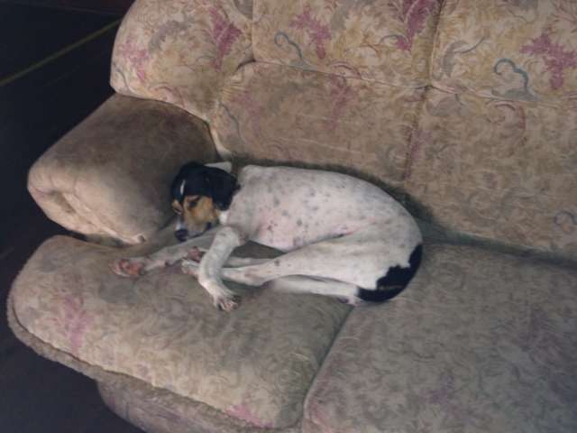 Prefeitura de Jardim &eacute; acusada de promover matan&ccedil;a de cachorros de rua