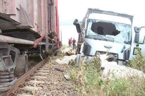 Trem bate em caminhão e mata 11 novilhas em Chapadão do Sul