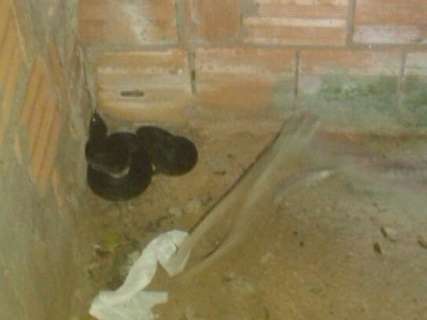 Cobra venenosa jararacuçu é encontrada em banheiro de residência 
