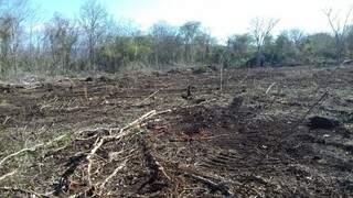 Área de vegetação é desmatada no Pantanal de Corumbá (Foto: Polícia Militar Ambiental/Divulgação)