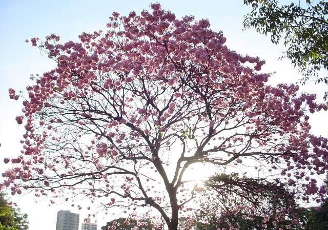 Parque das Na&ccedil;&otilde;es ganhar&aacute; bosque em homenagem aos 40 anos de MS