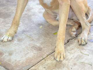 Scooby teve ferimanetos nas patas quando foi arrastado e já tem sintomas da leishmaniose. (Foto: Minamar Junior)