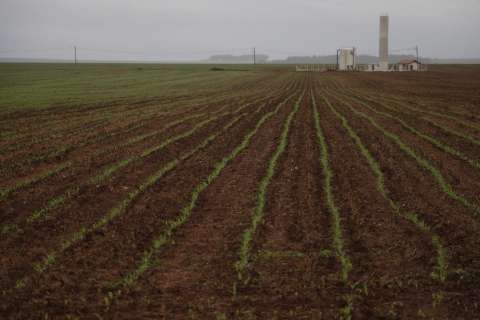 Chuva agrava prejuízo em lavouras de soja e ameaça plantio do milho