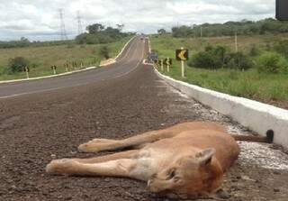 Animal morreu atropelado na BR-262 entre Ribas do Rio Pardo e Campo Grande. (Foto: Najaro Vitalino Machado/ Portal Água Clara)