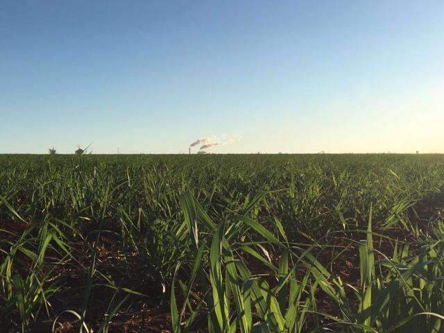 Estiagem favorece aumento no processamento de cana em MS