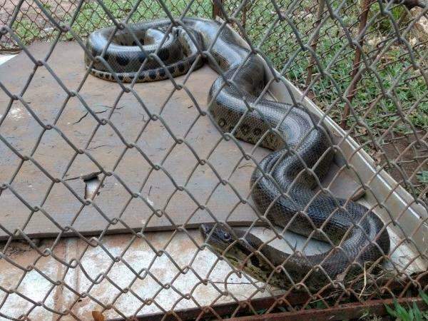 Sucuri de 3 metros &eacute; encontrada em terreno onde crian&ccedil;as soltavam pipa