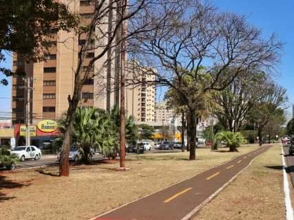 Prefeitura revoga decreto que tombou canteiro e árvores da Afonso Pena