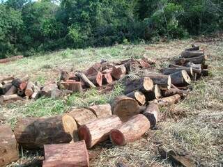 Foram apreendidos 144 m³ de madeira ilegal (Foto: Divulgação)