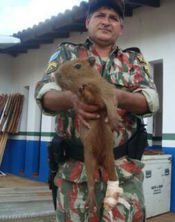 Animal foi capturado no quintal de uma casa, no bairro Parque dos Laranjais. (Foto: Divulgação PMA)