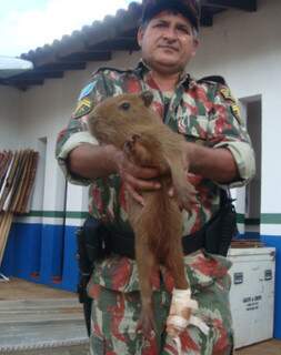 Polícia captura filhote de capivara no bairro Parque dos Laranjais Polícia captura filhote de capivara no bairro Parque dos Laranjais