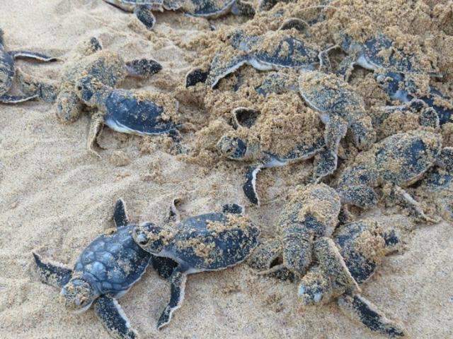 &Uacute;ltima chamada para ver a desova de tartarugas marinhas em Fernando de Noronha