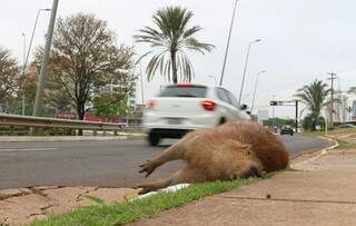 Animal morto foi deixado em uma calçada na Avenida Arquiteto Rubens Gil de Camilo (Foto: Henrique Kawaminami)