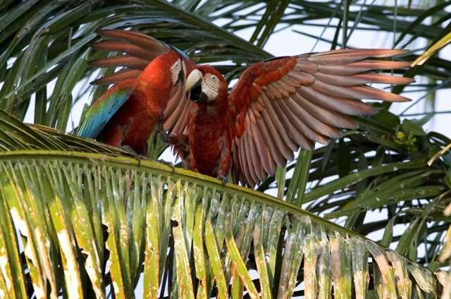 In&eacute;dito no pa&iacute;s, simp&oacute;sio internacional de aves &eacute; realizado na Capital