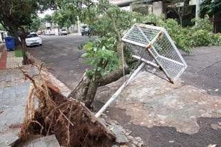 Árvore cai e provoca estragos em rua do Jardim dos Estados. (Foto:Marcos Ermínio)