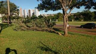 Árvore também &quot;quebrou&quot; em canteiro da avenida. (Foto: Pedro Peralta)