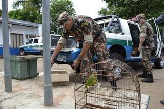 Policiais militares ambientais encaminharam as aves para o Cras de Campo Grande. (Foto: Pedro Peralta)