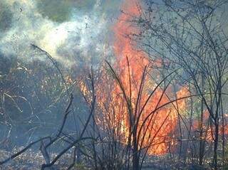 Foco de incêndio em área de vegetação Corumbá (Foto: Anderson Gallo/Diário Corumbaense)