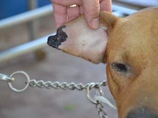 Cão Scooby apresentava ferimentos provocados pela leishmaniose (Foto: Arquivo/Minamar Júnior)