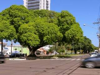 Promotoria instaurou procedimento para acompanhar a implementação do Plano Diretor de Arborização Urbana (Foto: Henrique Kawaminami/Arquivo)