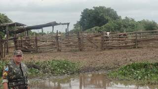 Proprietários têm dez dias para retirar gado que está à margem do Rio Paraguai (Foto: PMA)