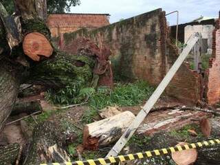 Queda de árvore danificou cabos de energia elétrica e telefonia (Foto: Marcos Ermínio)