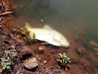 Peixe morto após vazamento de esgoto (Foto: Osvaldo Duarte / Dourados News)
