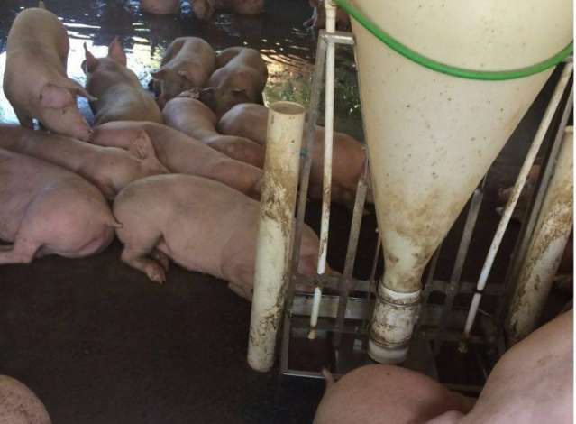 Cooperativa de SC deixa de fornecer ra&ccedil;&atilde;o e su&iacute;nos podem morrer de fome