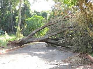 Árvore impede circulação de veículos na Rua Luiz Charbel, Jardim Mansur, desde a semana passada. (Foto: Lúcio Marcos).