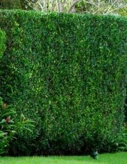 A folha rendada da Murta dá um visual mais sofisticado ao verde. Tipo exige uma poda por mês.