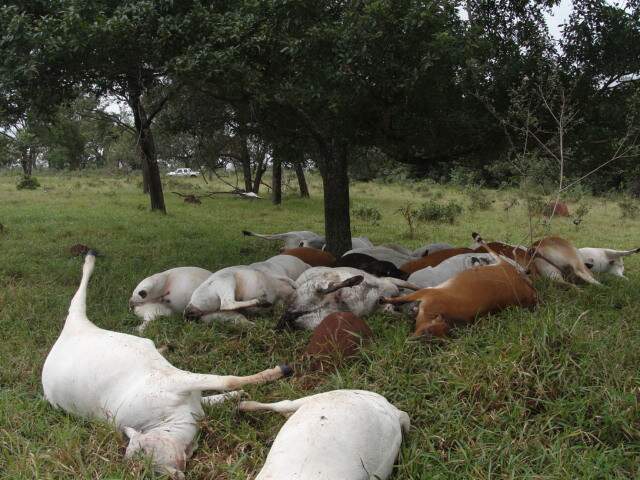 Em Iguatemi Raio Mata Cabe As De Gado Em Fazenda Interior Campo