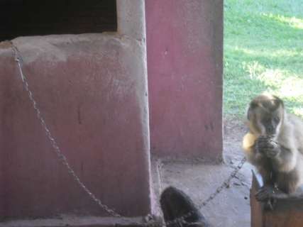Polícia ambiental encontra macaco-prego amarrado em corrente